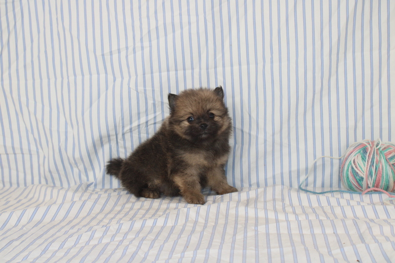 puppy, for, sale, Pomeranian, Matthew B. Stoltzfus, dog, breeder, Gap, PA, dog-breeder, puppy-for-sale, forsale, nearby, find, puppyfind, locator, puppylocator, aca